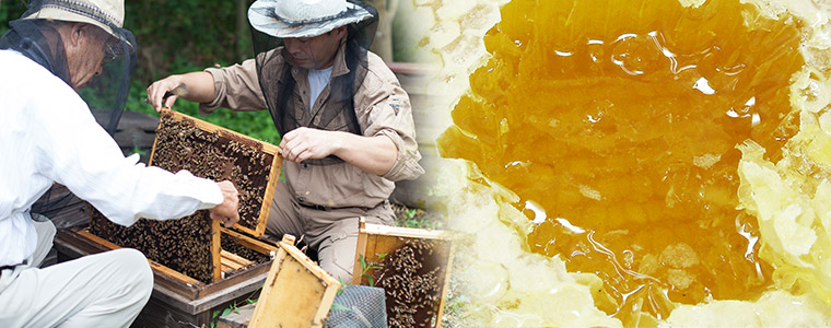 国産蜂蜜】国産新蜜熟成巣みつ | 【国産】生きた蜂蜜（はちみつ）専門