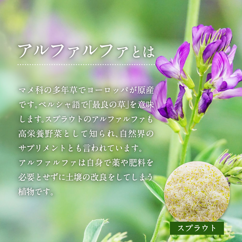 アルファルファとは