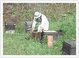 こだわり「無農薬養蜂」